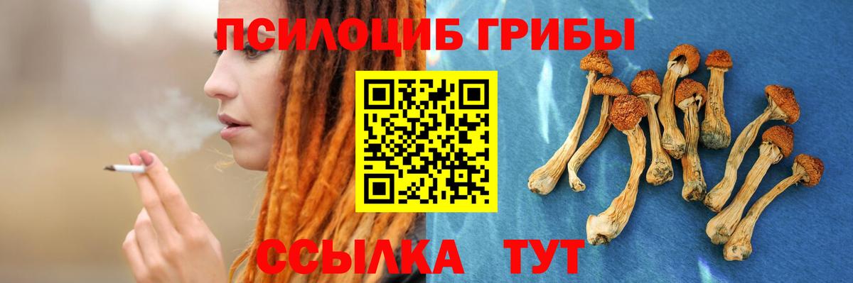 Псилоцибиновые грибы Psilocybe Выборг